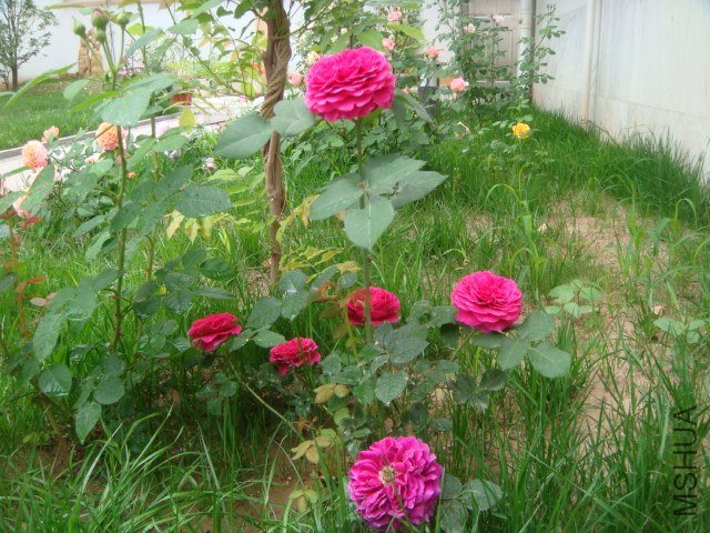 DSC06943.JPG