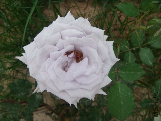 DSC06944.JPG