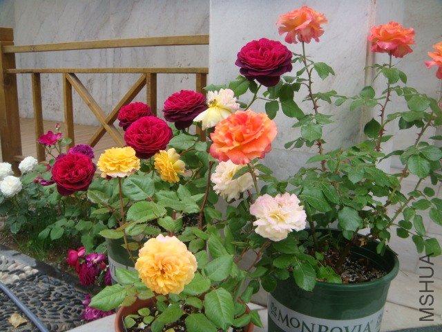 DSC06945.JPG