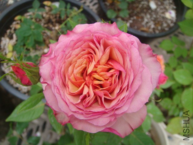 DSC06947.JPG