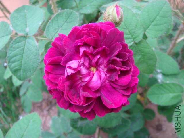 DSC06949.JPG