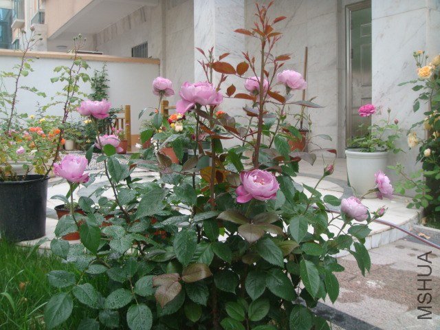 DSC06951.JPG