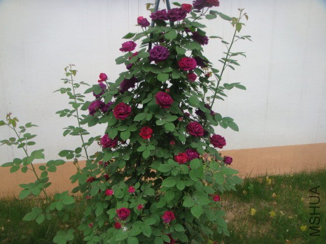 DSC06952.JPG