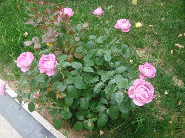 DSC06956.JPG