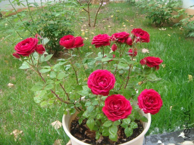DSC06968.JPG