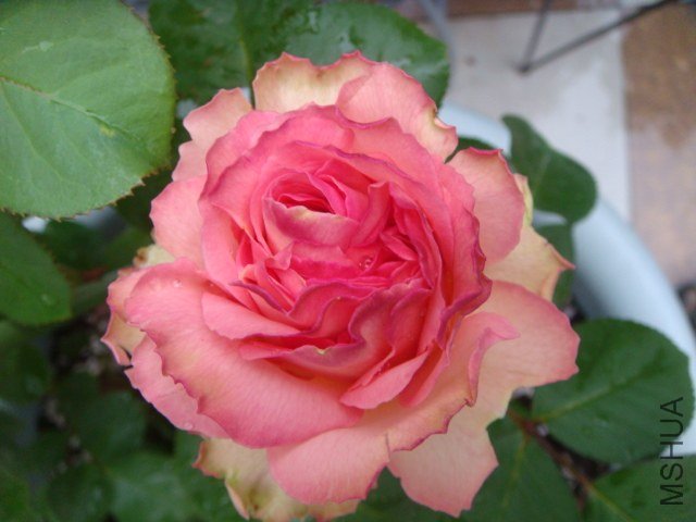 DSC06999.JPG