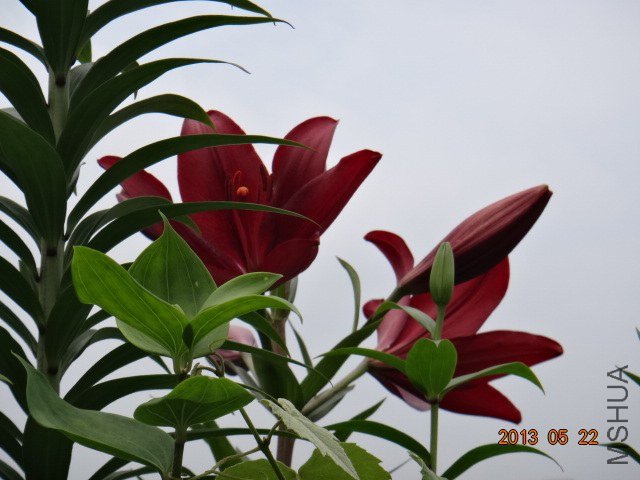 DSC07274.JPG