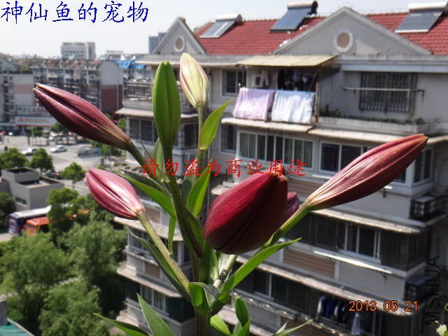 nEO_IMG_DSC07248.jpg
