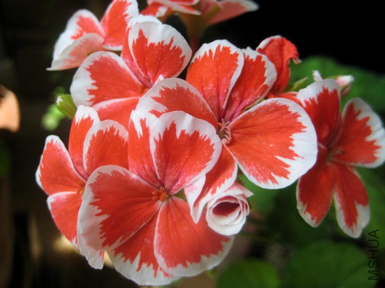 ��Ƭ 004_����.jpg