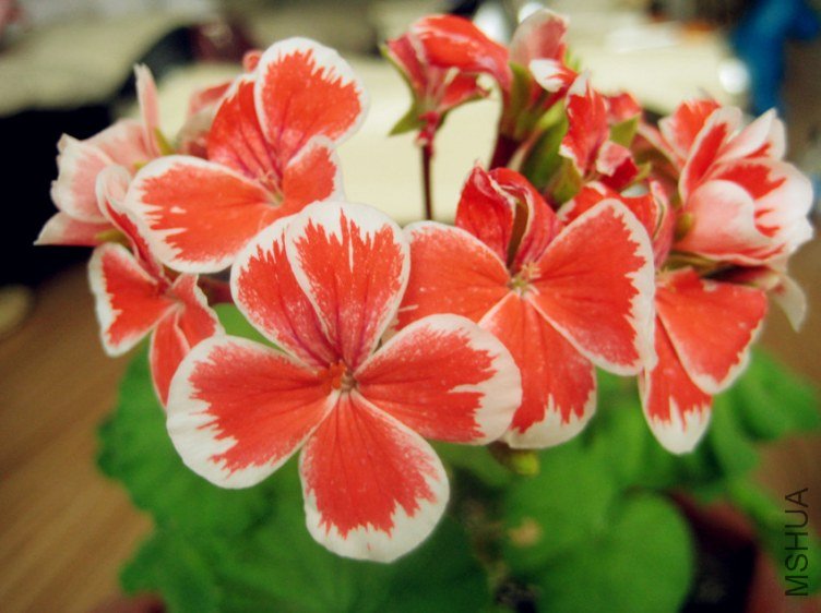 ��Ƭ 055_����.jpg