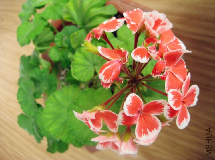 ��Ƭ 057_����.jpg