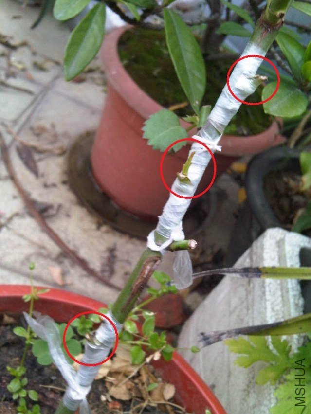 IMG05370-20130507-1721.jpg