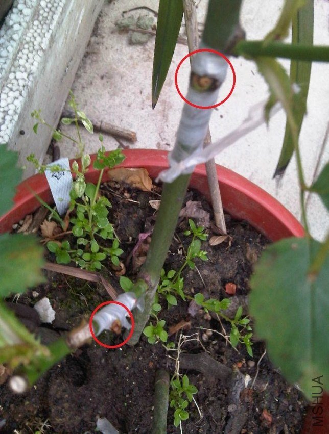IMG05371-20130507-1722.jpg