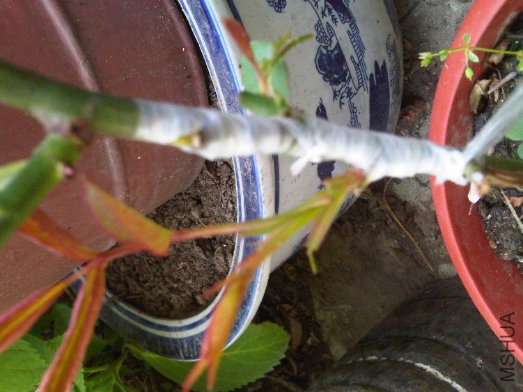 IMG05437-20130513-0827.jpg