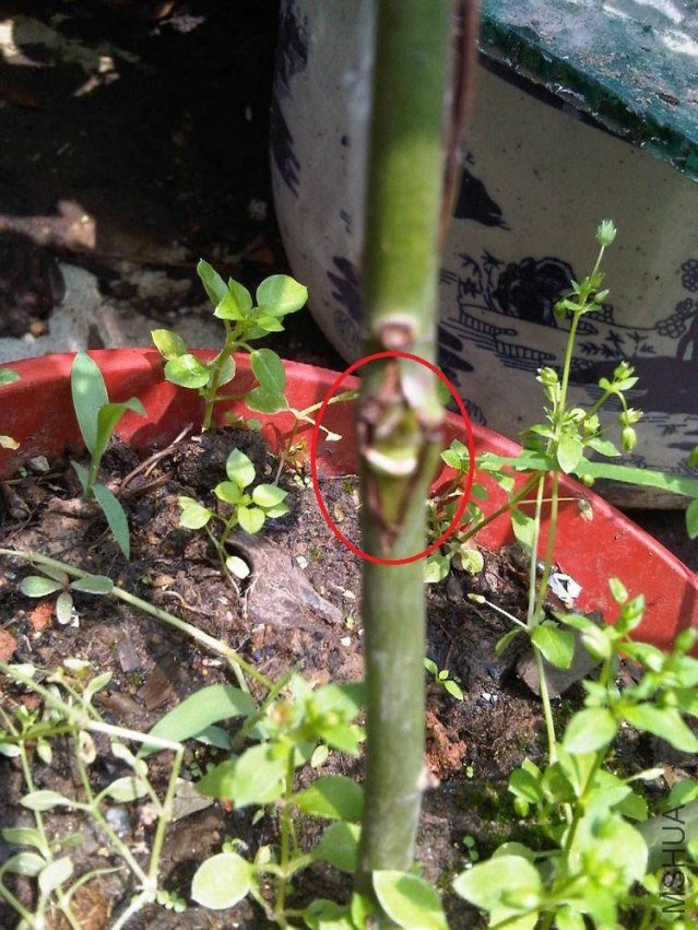 IMG05634-20130519-1107.jpg