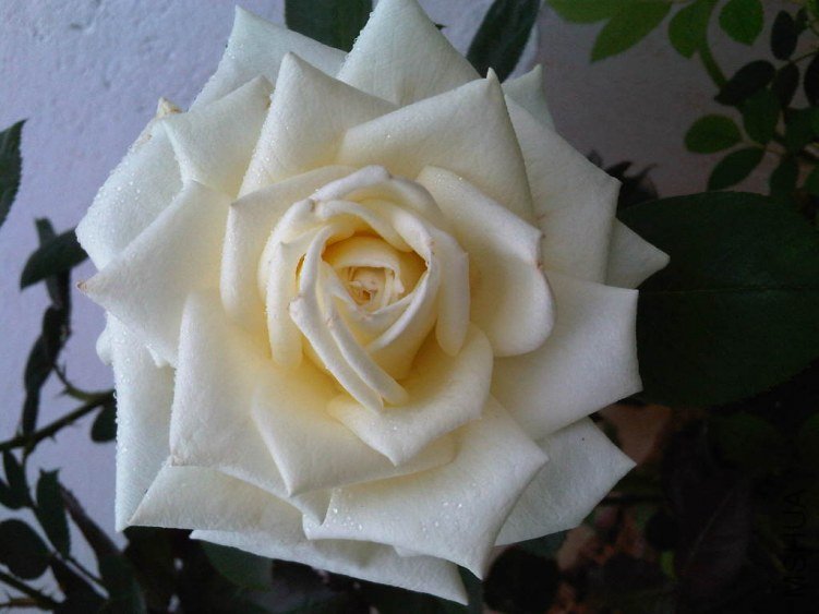 IMG05761-20130523-1204.jpg