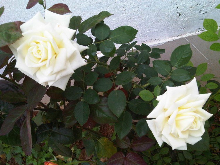 IMG05762-20130523-1205.jpg