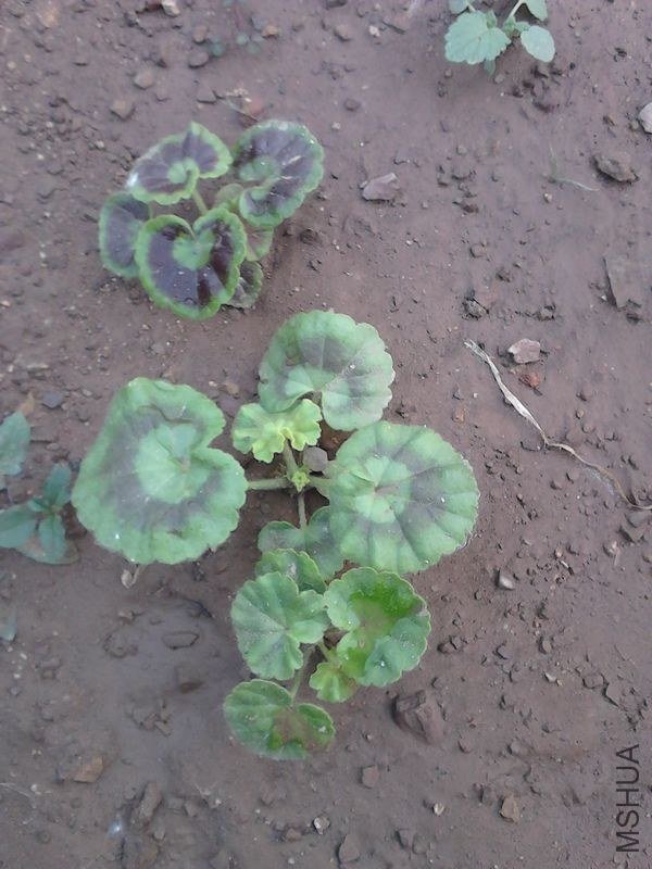 �������״