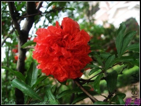 ���ʯ�񻨳��󻨰곬��