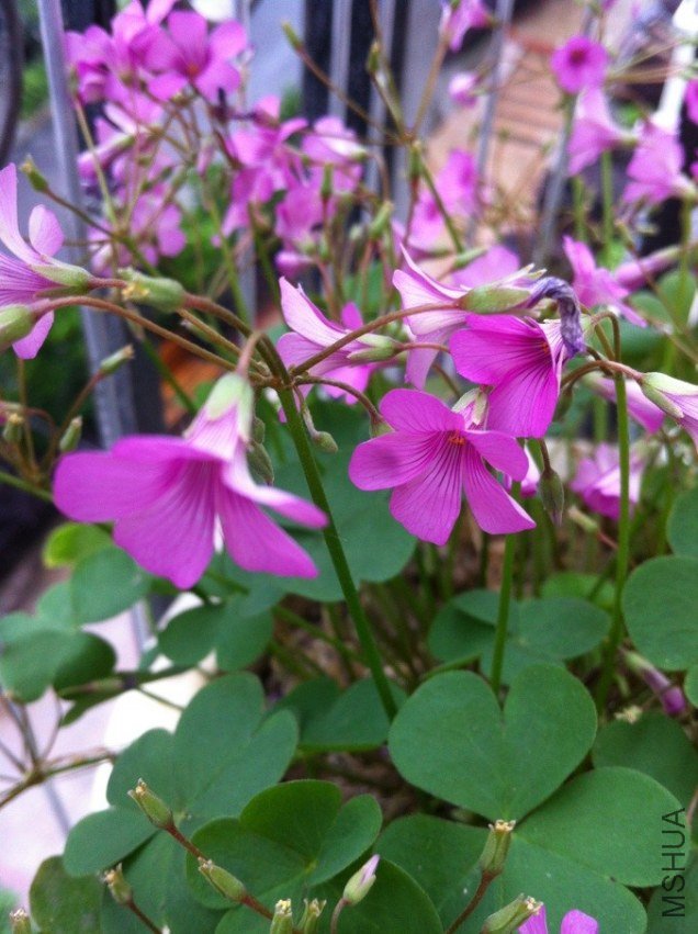 QQͼƬ20130517150834.jpg