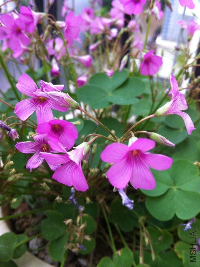 QQͼƬ20130517150838.jpg