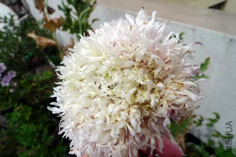 P1070004_����.jpg