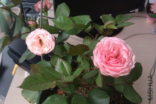 IMAG0186.jpg