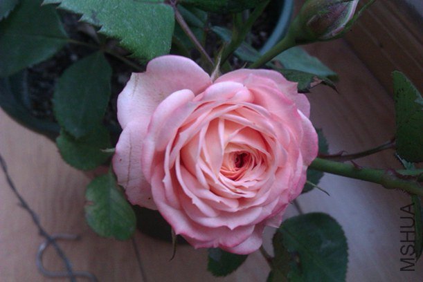 IMAG0187.jpg