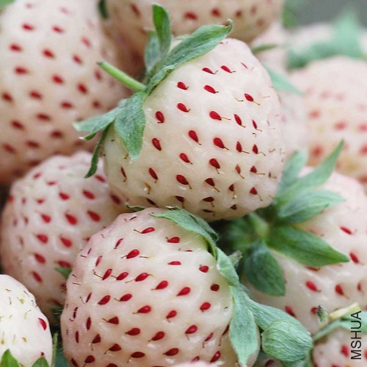 Pineberry.jpg