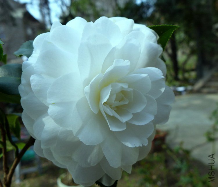 P1000263.jpg