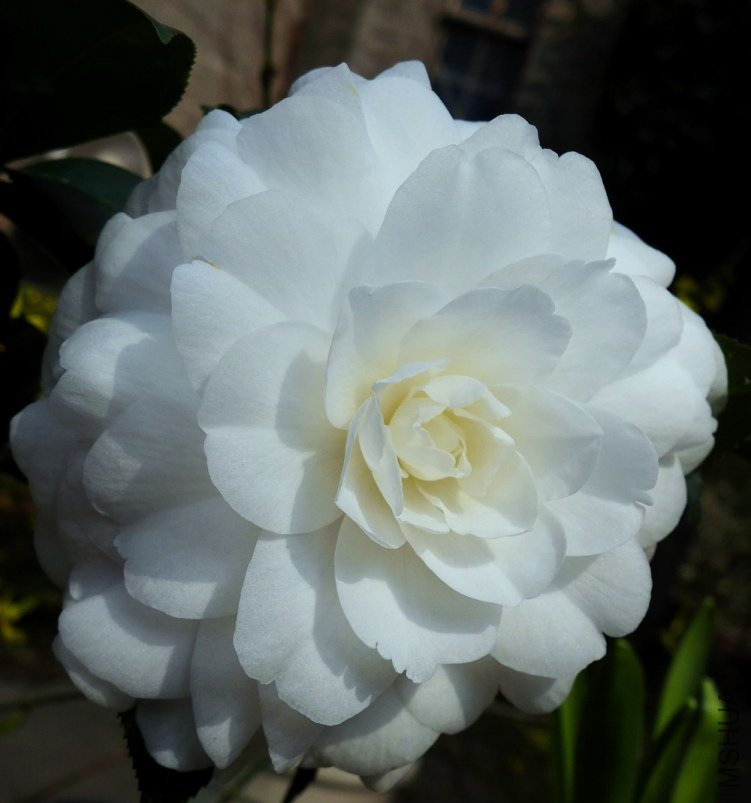 P1000347.jpg