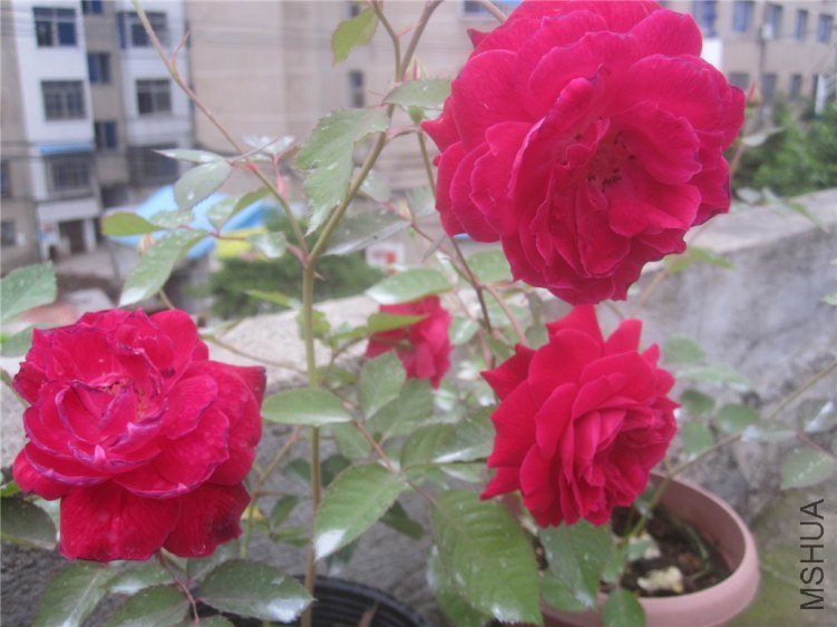 ��Ƭ 036_����.jpg