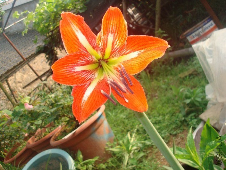 DSC05765.JPG