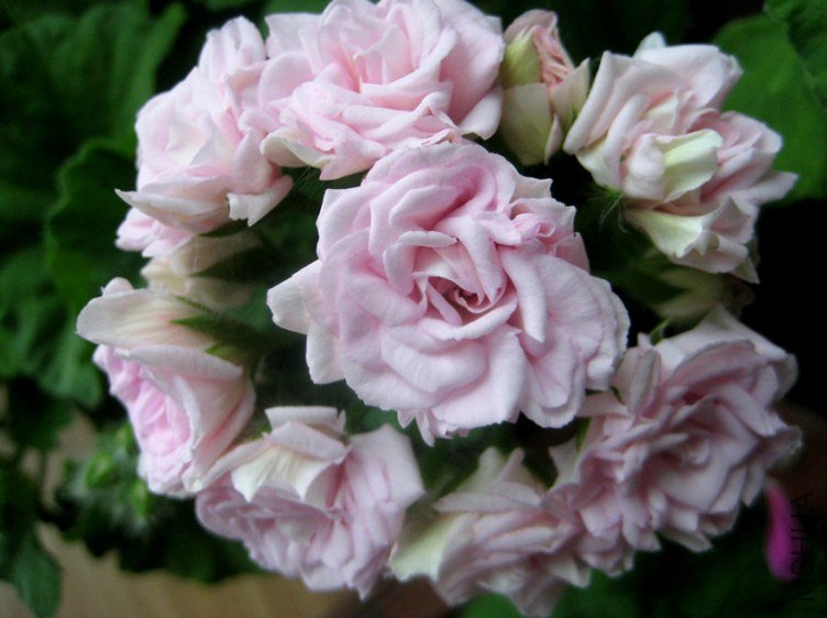 ��Ƭ 081_����.jpg
