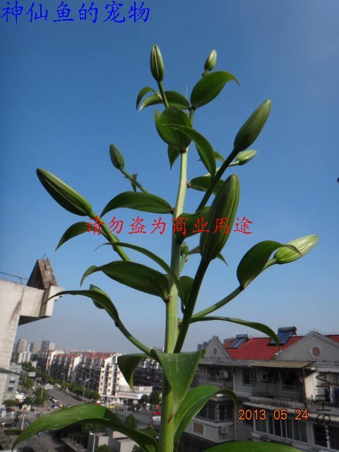 nEO_IMG_DSC07278.jpg