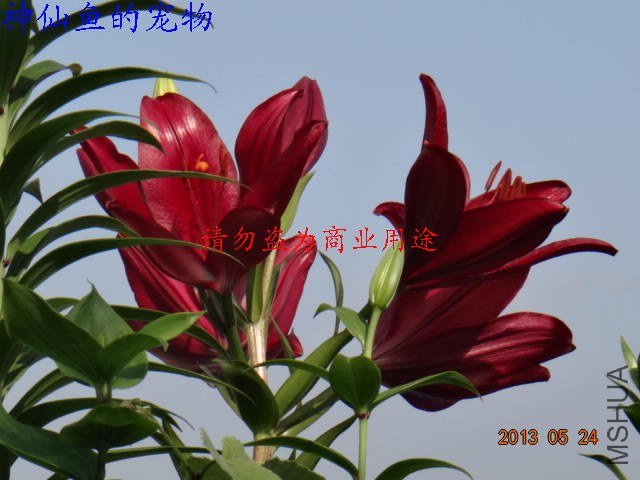 nEO_IMG_DSC07294.jpg