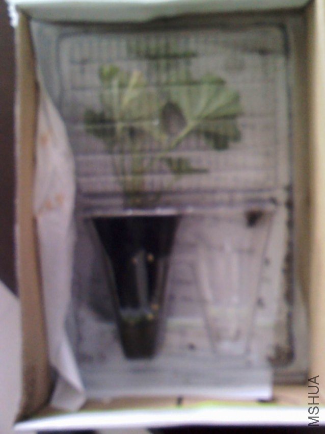 YP20130317101710.jpeg