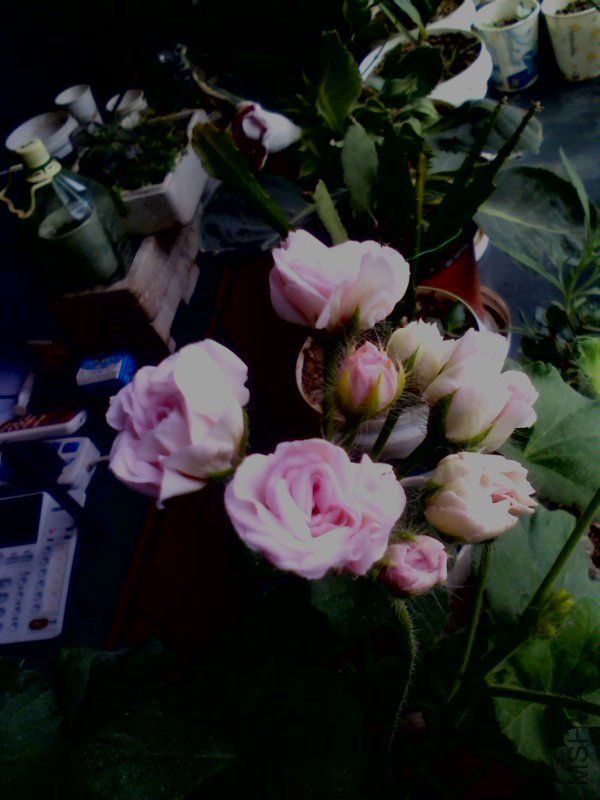 YP20130518094806.jpeg