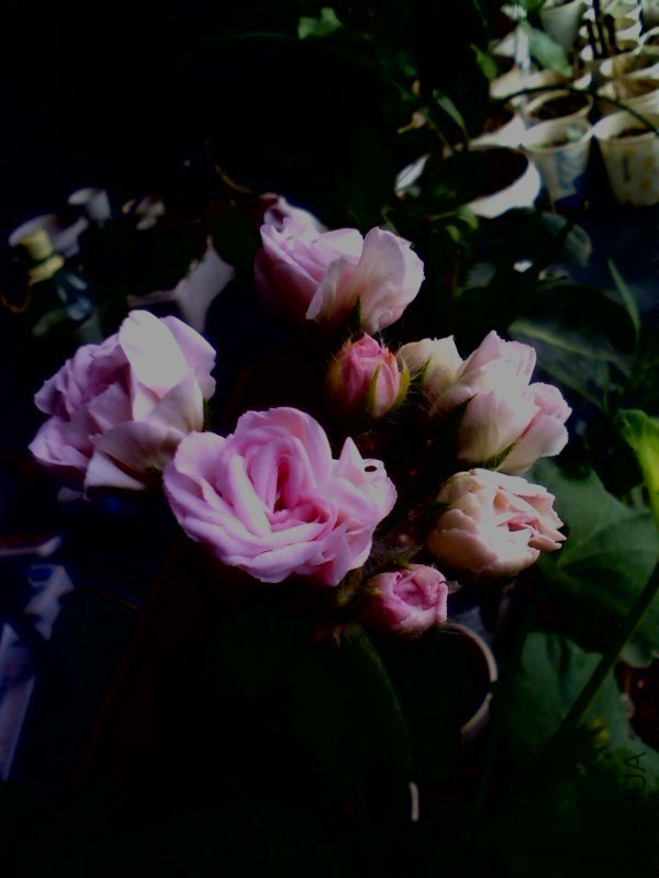 YP20130518094858.jpeg