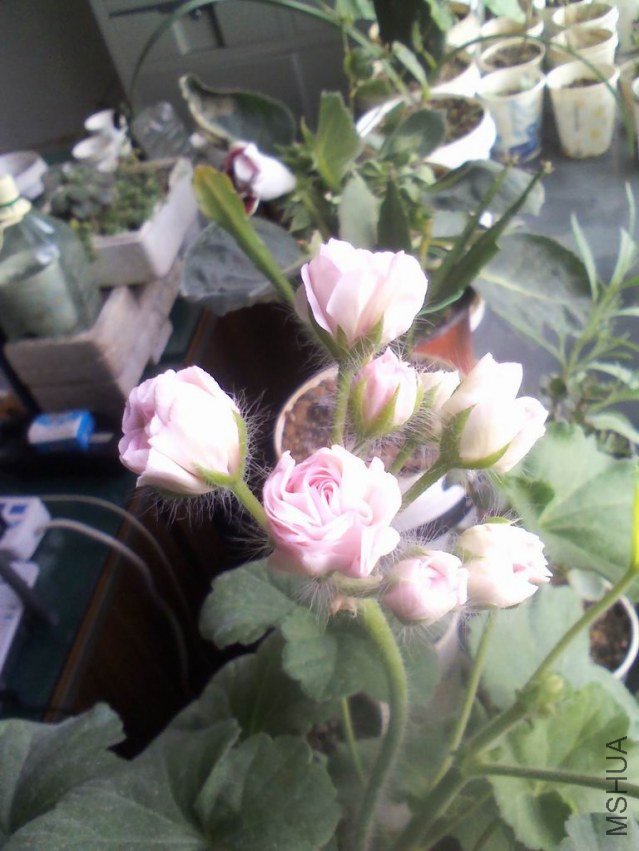 YP20130517081211.jpeg