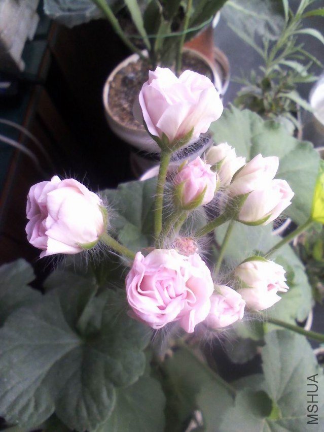YP20130517081235.jpeg