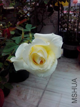 IMG_20130507_174204.jpg