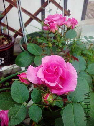 IMG_20130507_174237.jpg