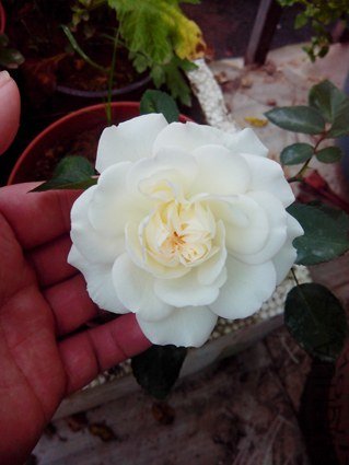 IMG_20130523_070628.jpg
