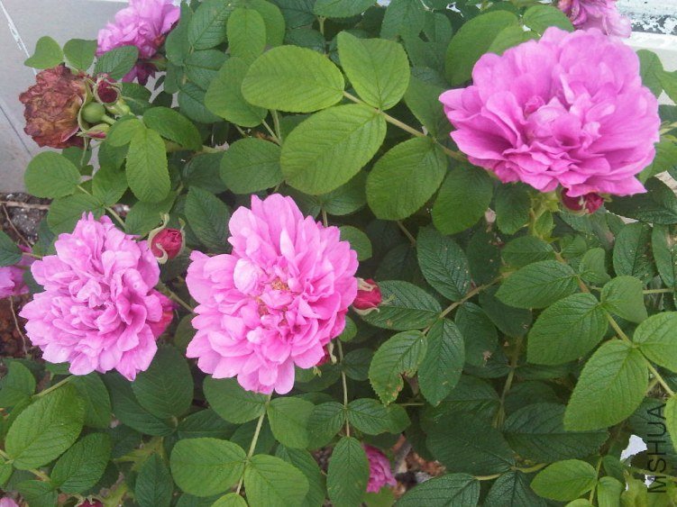 IMG05668-20130520-1207.jpg