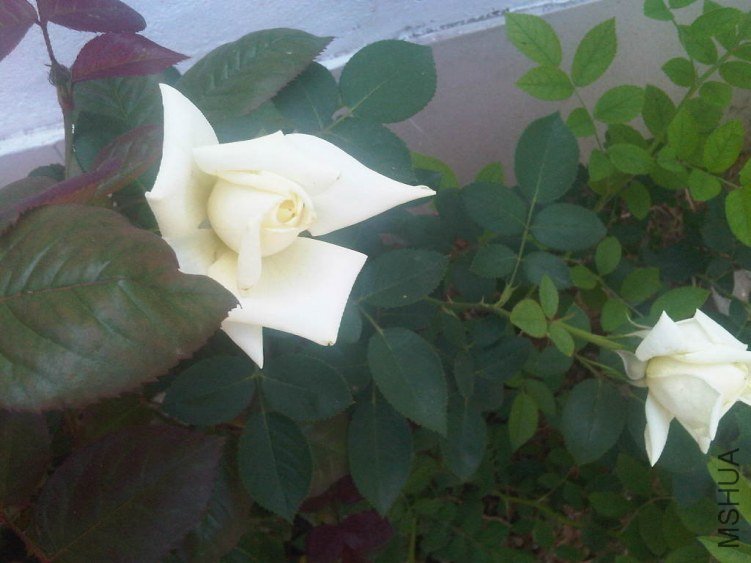 IMG05696-20130521-1201.jpg