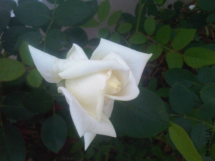 IMG05697-20130521-1201.jpg