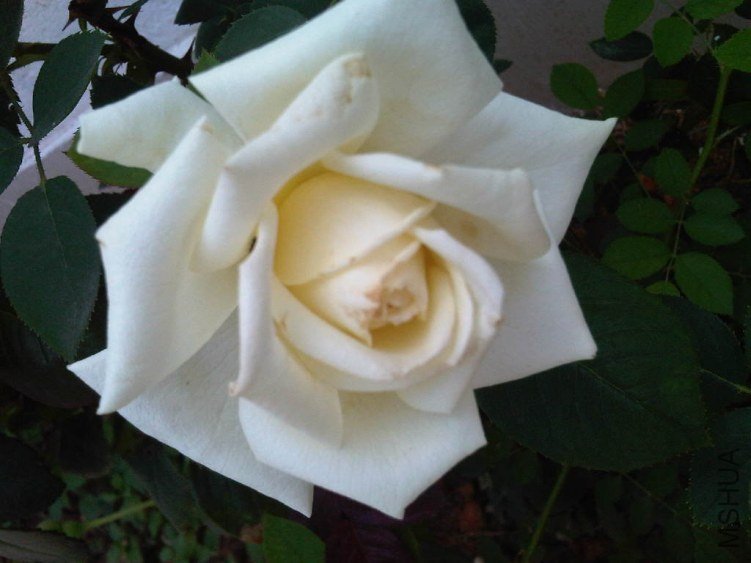 IMG05734-20130522-1222.jpg