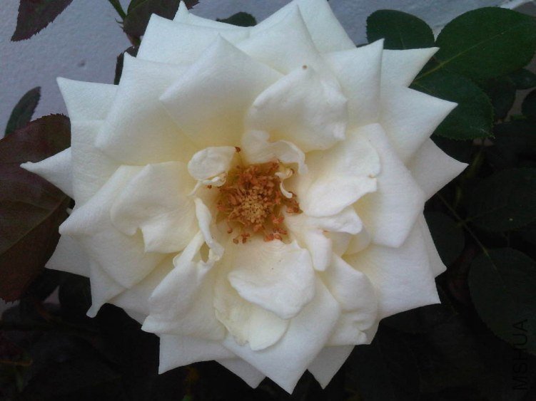 IMG05773-20130524-1157.jpg