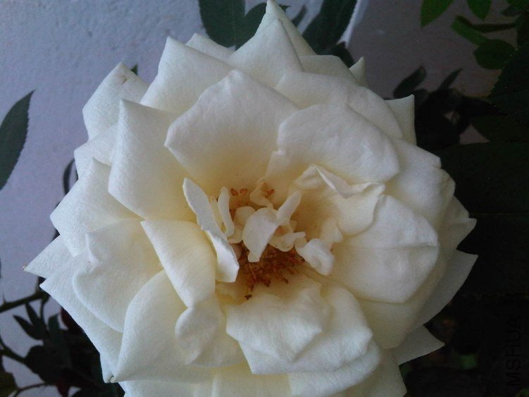 IMG05774-20130524-1157.jpg